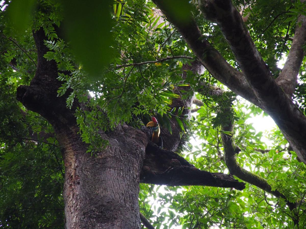 Renny'S Tangkoko Safety Stop Bitung Εξωτερικό φωτογραφία