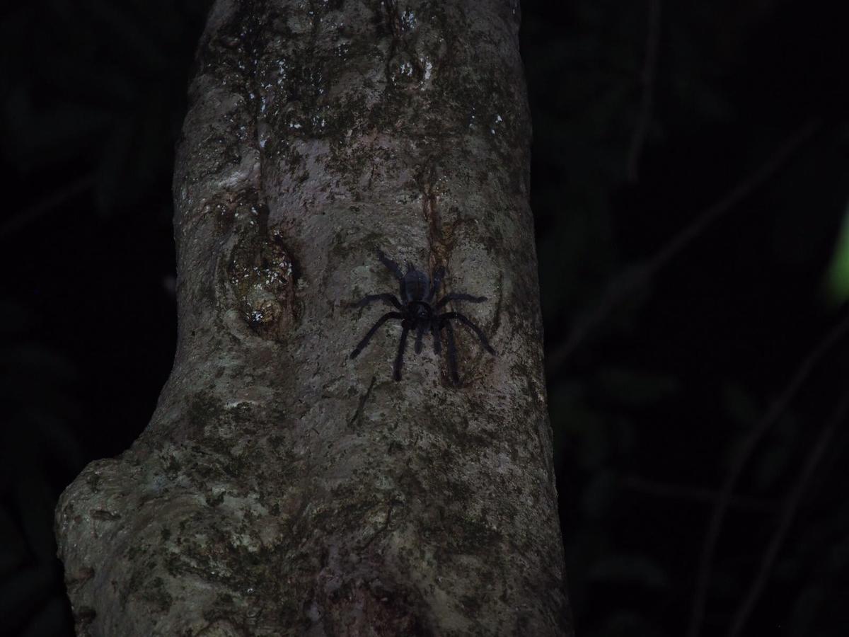 Renny'S Tangkoko Safety Stop Bitung Εξωτερικό φωτογραφία